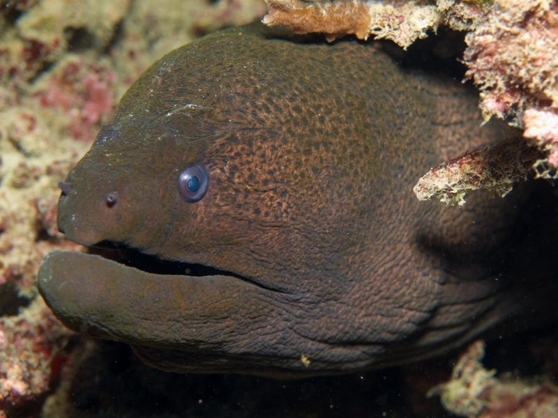 Moray eel